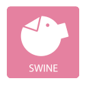 Swine